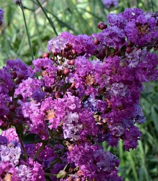 Lagerstroemia indica 'Superviolace'